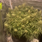 Kaufe Mimosa x Orange Punch Samen feminisiert von Barney's Farm