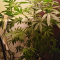 Mimosa EVO (Barney's Farm) Cannabis-Samen zu verkaufen