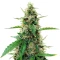 Amphetamine Auto (Cream of the Crop Seeds) Cannabis-Samen