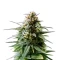 Auto Orange Gorilla XL (Original Sensible Seeds)