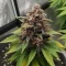Auto Red Tropicana Cookies (Dutch Passion)