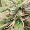 Big Bud (Seedstockers) Cannabis-Samen