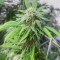 Blueberry Hill feminisierte Samen (Herbies Seeds)