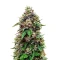 Cosmic Cheddar F1 (Royal Queen Seeds)