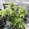 Crème De la Chem Auto (Mephisto Genetics) Cannabis-Samen