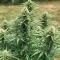 Doctor Shiva Auto (Flash Seeds) Cannabis-Samen