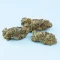 G.S. Cookies feminisierte Samen (Humboldt Seed Company)