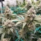 Grimm Glue (Brothers Grimm Seeds)
