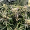 Grimm Glue (Brothers Grimm Seeds)