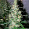 Hawaiian Snow (GHS) Cannabis-Samen
