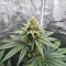 Heavy Head (Big Head Seeds) Cannabis-Samen