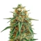 Mango (BlimBurn Seeds) Cannabis-Samen