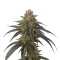 Mango Frost Auto (Fast Buds)