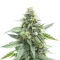 Skystomper 2.0 Auto feminisierte Samen (Mephisto Genetics)