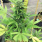 Z Auto (Fast Buds) Cannabis-Samen