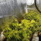 Sugar Breath (Humboldt Seeds Organization) Cannabis-Samen