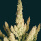Wedding Glue Auto feminisierte Samen (Seedstockers)