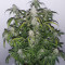 Mix Pack Autoflower (Seedstockers) Cannabis-Samen