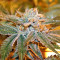 Boulder Bubblegum (Sagarmatha Seeds) Cannabis-Samen