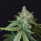 Cheese Auto (Funky Skunk Auto) (Expert Seeds)