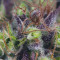 Dinamed CBD (Dinafem Seeds) Cannabis-Samen