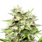 Hawaiian Punch (Sagarmatha Seeds) Cannabis-Samen