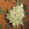Hindu Kush (Sensi Seeds) Cannabis-Samen