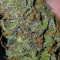 Julies Cookies (Big Head Seeds) Cannabis-Samen