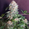 Midnight Kush (G13 Labs) Cannabis-Samen