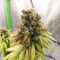 NYC Diesel (Zambeza Seeds) Cannabis-Samen