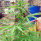 Northern Lights Autoflower feminisierte Samen (Seedstockers)