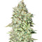 OG Kush SFV (Advanced Seeds) Cannabis-Samen