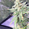 Pakistan Chitral Kush Standard (Ace Seeds) Cannabis-Samen