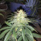 Pennywise regular (TGA Subcool Seeds / SubCool’s The Dank) Cannabis-Samen
