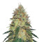 Pineapple Haze Regular (Barney's Farm) Cannabis-Samen