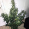 Raw Diesel (G13 Labs) Cannabis-Samen