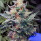 JillyBean regular (TGA Subcool Seeds / SubCool’s The Dank) Cannabis-Samen