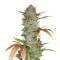 Wedding Cake Auto (Original Sensible Seeds) Cannabis-Samen