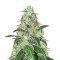 Bruce Banner feminisierte Samen (Seedstockers)
