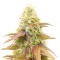 CBD Apple Betty Auto (Herbies Seeds)