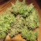 Critical Sour (Female Seeds) Cannabis-Samen