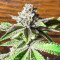 Dozy Breath feminisierte Samen (AlphaFem Seeds)