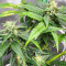 Dozy Doz feminisierte Samen (AlphaFem Seeds)