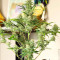 Godzilla Original Glue GG#4 feminisierte Samen (Herbies Seeds)