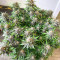 Grandaddy Banner feminisierte Samen (AlphaFem Seeds)
