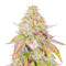 Grandaddy Banner feminisierte Samen (AlphaFem Seeds)