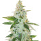 Larry's Lemon OG (Garden Of Green) Cannabis-Samen