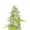 Lord Kush Early Version feminisierte Samen (Delicious Seeds)