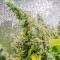 Purple Haze 1 (Positronics Seeds) Cannabis-Samen