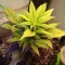 Gorilla Cookies Auto (Fast Buds) Cannabis-Samen zu verkaufen